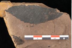 Foto (Detailsansicht) von Quercus zoroastri, Unger (NHMW-GEO-2024-0188-0932)